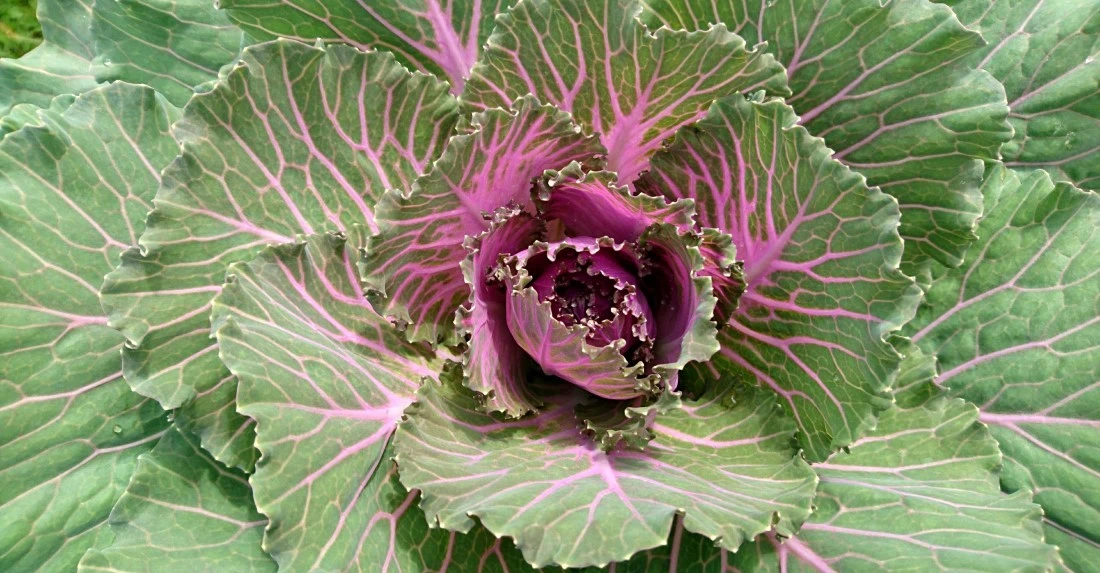 1. 1. STYLEUP_GUIDE_HEALTH_AND_BEAUTY_TIPS_ALL_ABOUT_MAGNESIUM_Green_Leafy_Vegetables_Like_Kale_And_Cabbage_Are_Rich_In_Magnesium.jpg